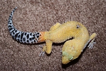 first gecko