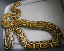cool wierd burmese