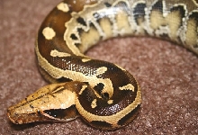 headshot of male borneo