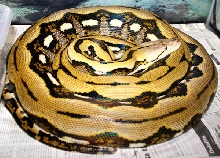 tiger het amel male