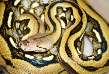 tiger retic