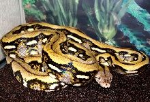white-head tiger