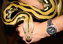 white-head tiger