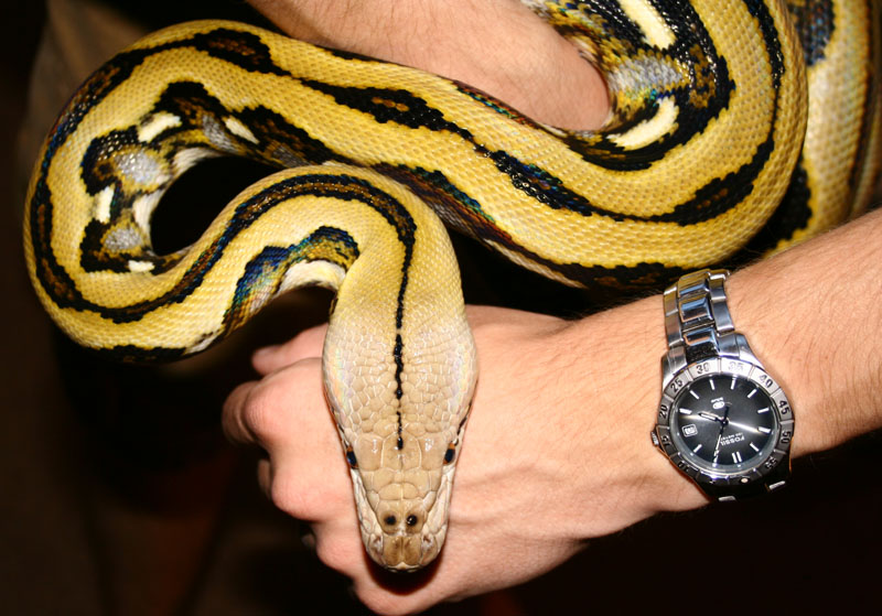 white-head tiger