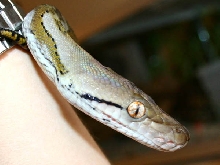50% jamp crazy eye!