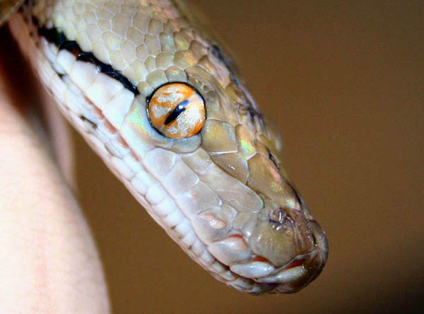 crazy eye - 50% jamp female