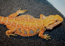 female