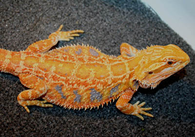 female