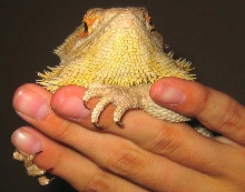 napoleon - yellow beard