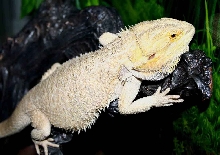 napoleon - hypo snow