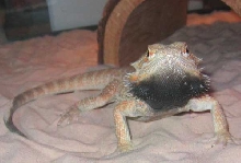 sexy boy