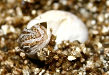 just hatching
