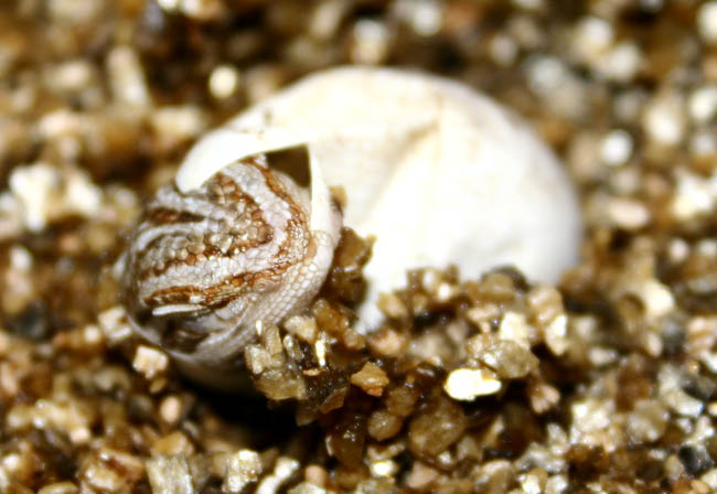 just hatching
