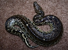female black