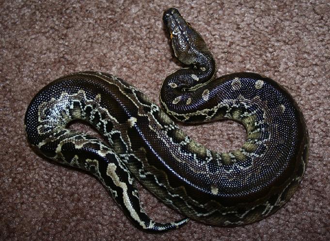female black