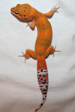 little orange leo