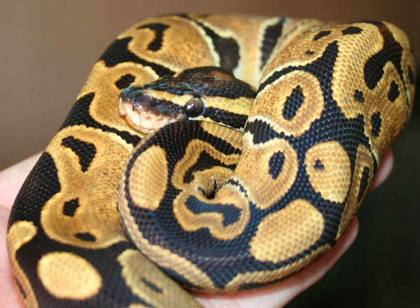 awesome normal female