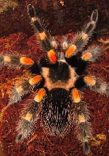 mexican red knee