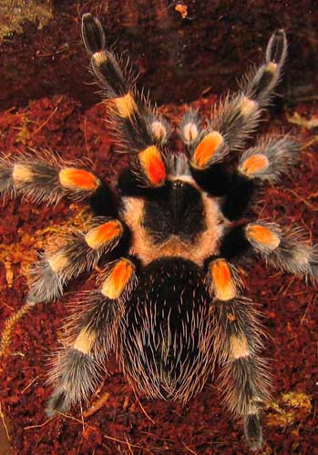 mexican red knee
