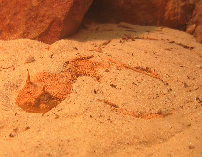 sahara horned viper