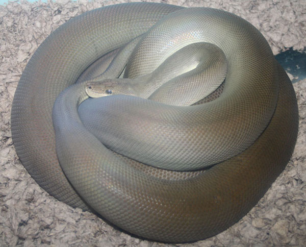 female olive python