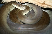 olive coil