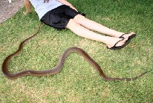 female olive python