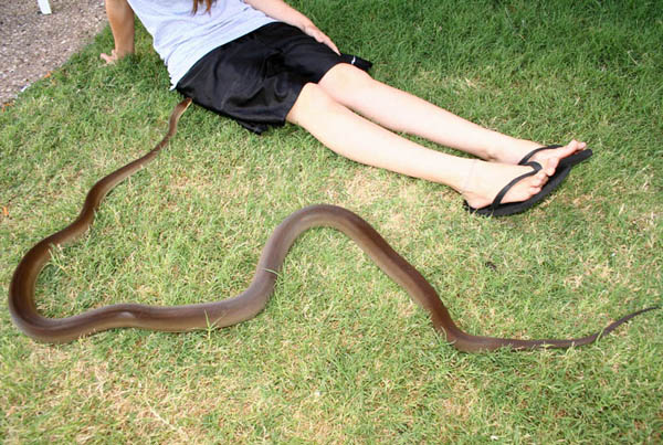 female olive python