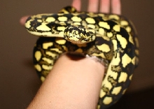 sally's getting bigger