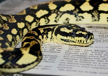 sally - female jungle
