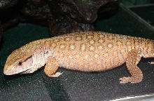 savannah monitor