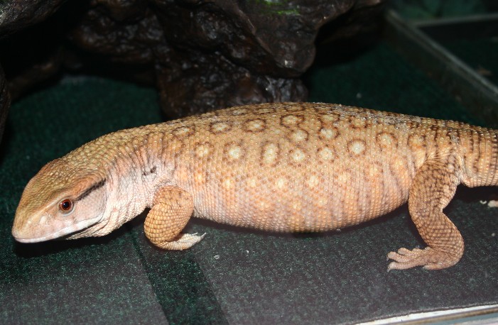 savannah monitor