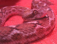 saw scaled viper (carpet)