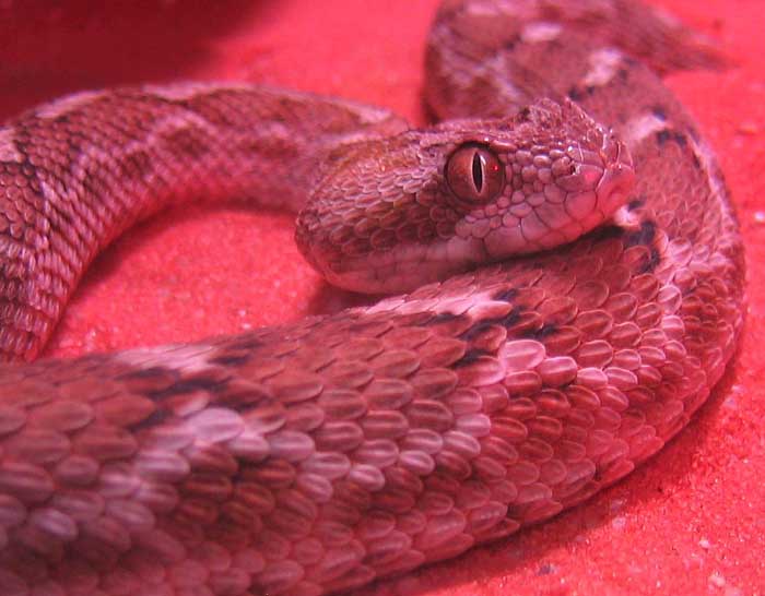 saw scaled viper (carpet)