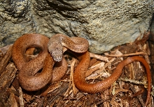 sawu python