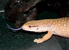 fat savannah exploring