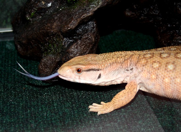 fat savannah exploring