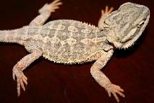 smoothie - lacking the big chip scales
