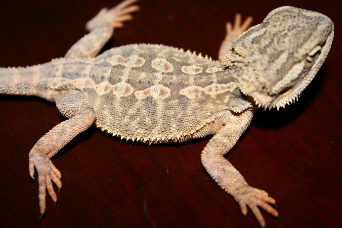 smoothie - lacking the big chip scales