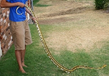 female super tiger