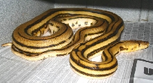female super tiger