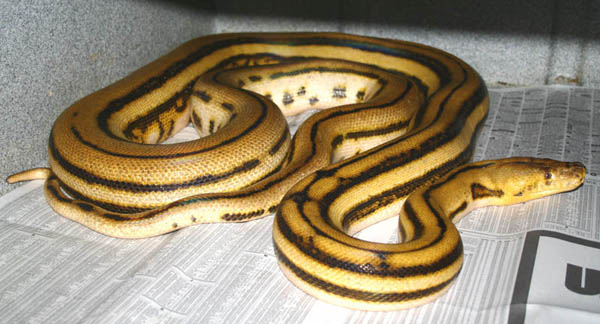 female super tiger