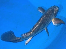 half butterfly koi - gunmetal silver