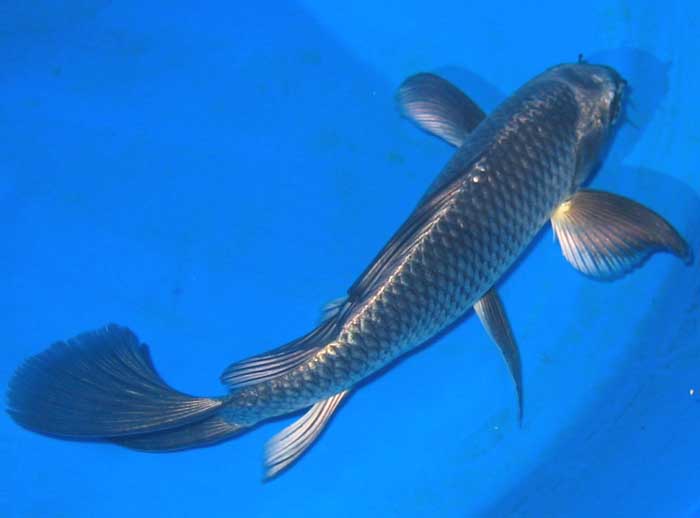 half butterfly koi - gunmetal silver