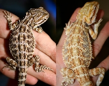 color change over a couple months