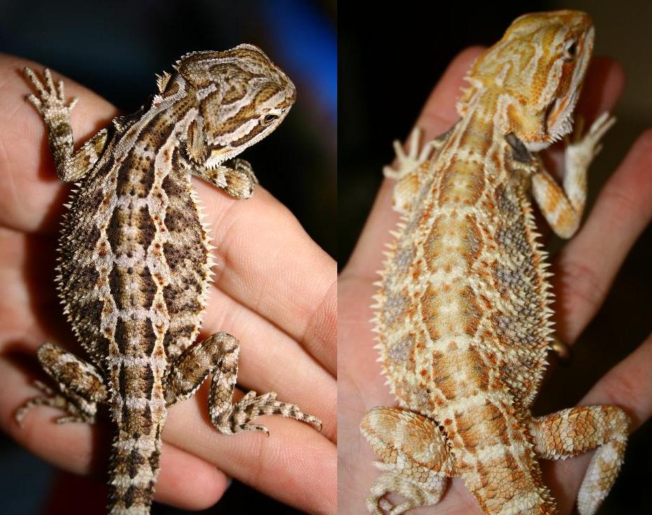 color change over a couple months