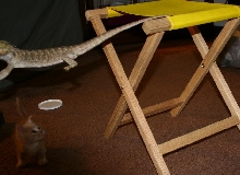 what's that kitty?