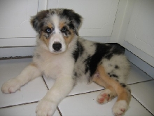 Nico Blue 11wks