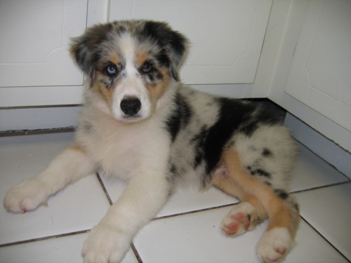 Nico Blue 11wks