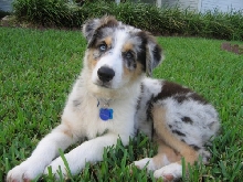 Nico Blue 15wks